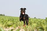 BEAUCERON 043